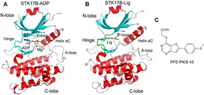 Understanding the P-Loop Conformation in the Determination of Inhibitor Selectivity Toward the Hepatocellular Carcinoma-Associated Dark Kinase STK17B